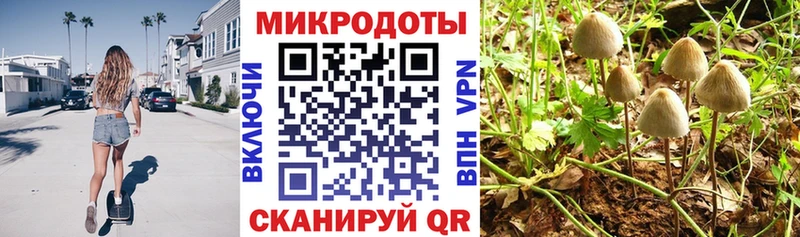 Галлюциногенные грибы Psilocybe  где купить наркоту  Балей 